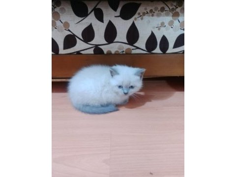 British blue point