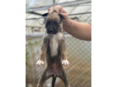 Malinois yavruları yalova