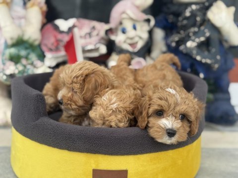 Ankaranın en güzel kore maltipoo yavruları