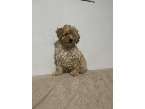 Erkek güzeli maltipoo bebeğim