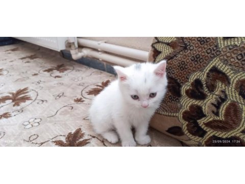 55 günlük beyaz british shorthair