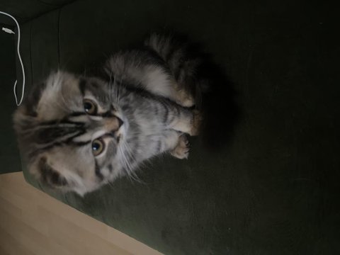 Scottish fold 3 aylık