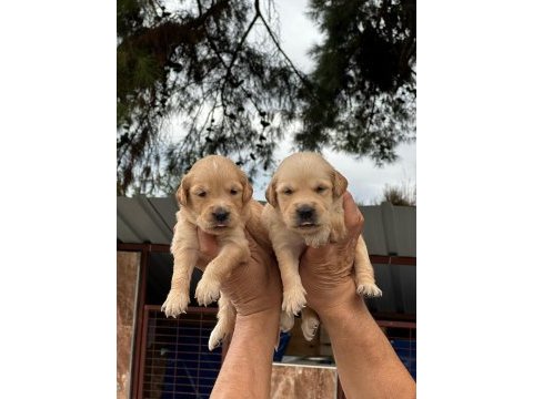 Golden retriever yavruları