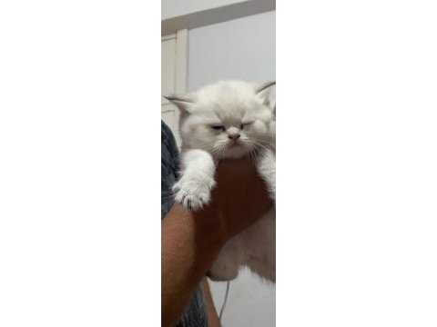 Dişi black golden point 2,5 aylık british shorthair