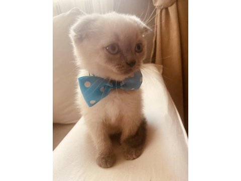 Scottish fold ve british shorthair kediler