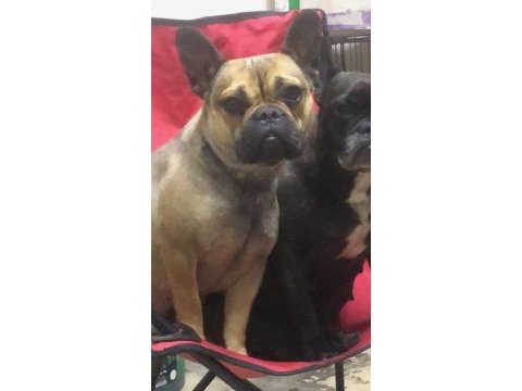 2 yaşında dişi french bulldog