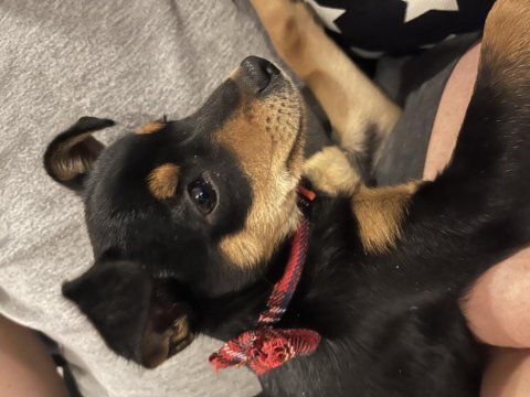 5 aylık pinscher erkek