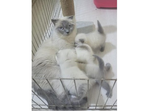 British shorthair blue point ve scottish fold blue point