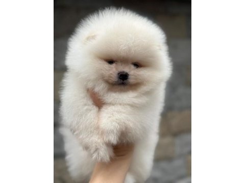 Pomeranian yavrularıma aile arıyoruz