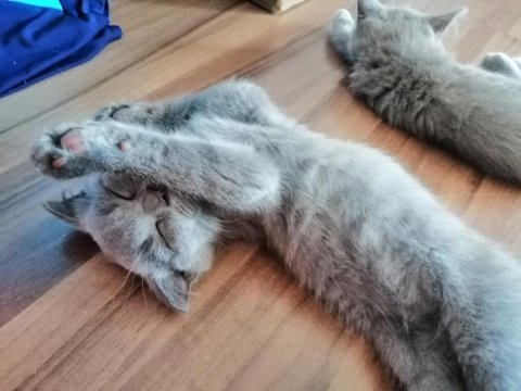 06.06.2023 doğumlu scottish fold yavruşlar