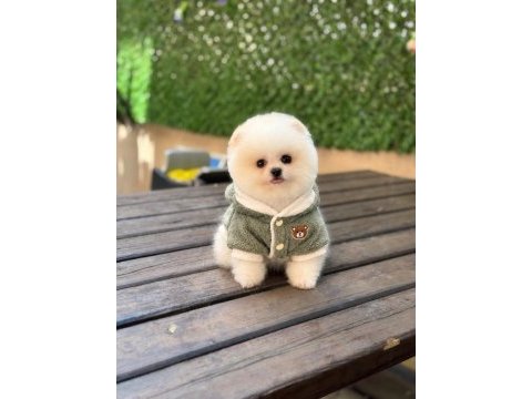 Sağlık ve ırk garantili pomeranian