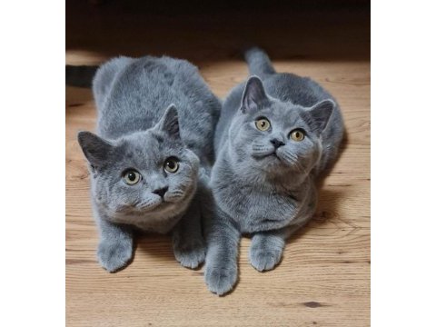 5 aylık dişi ve erkek safkan british shorthair yavrular