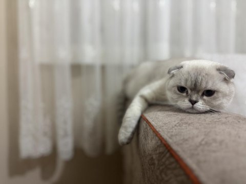 Scottish fold inci kızıma kendi çocuğu gibi bakacak yuva