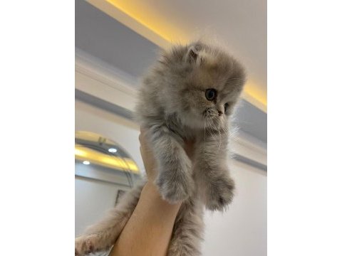 Sağlıklı iran kedisi erkek