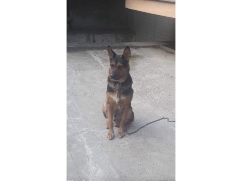 3 yaşında alman kurdu k9 erkek
