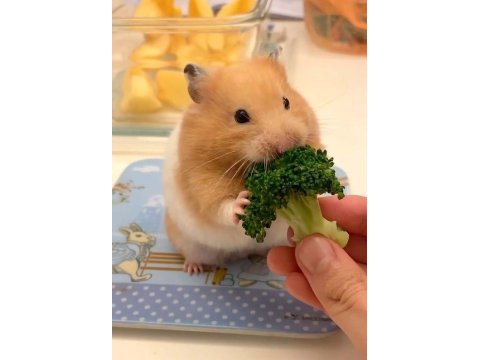 Aynı gün adrese teslim hamster yavru ve setleri