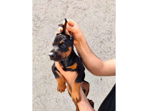 Anne baba fci kif a şecere doberman yavruları