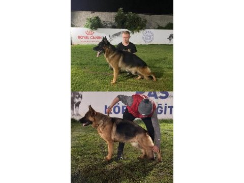 Şecereli üst kalite alman çoban yavruları