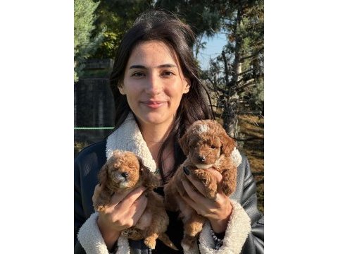 Maltipoo sevimli bebeklerimiz