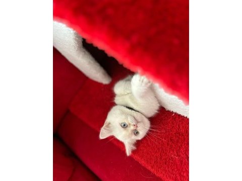 4 kasım doğumu dişi uysal british shorthair