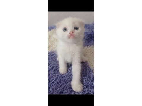 Sahibinden kedi