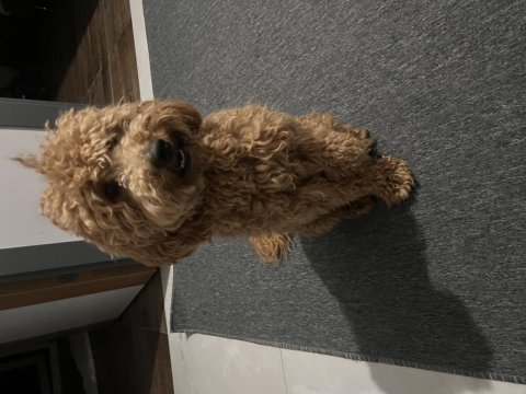 Yakışıklıma yeni aile arıyorum