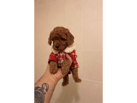 Erkek dişi toy poodle yavrular