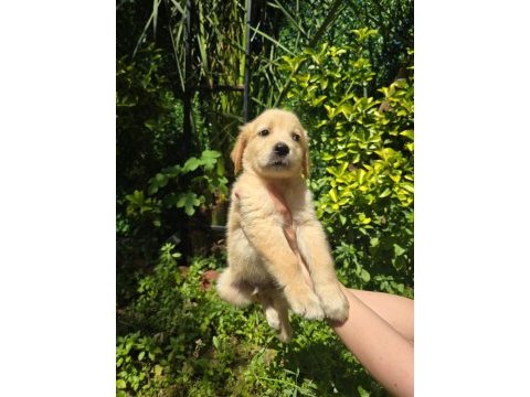Golden retriever yavru 3 aylık