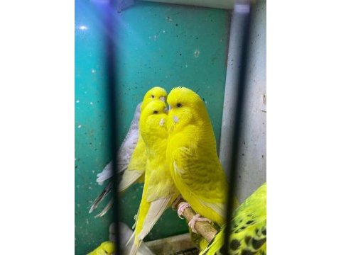 Erkut pet'den yavru jumbo muhabbet kuşları sınırsız sayıda