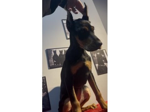 Estetikli doberman bebekler