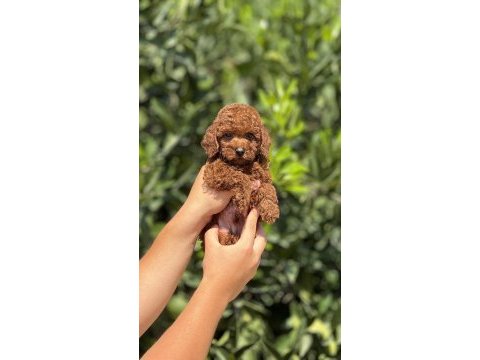 Mersin toy poodle yavrularımız