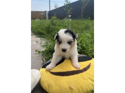 Border collie yavrular