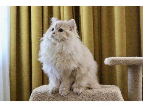 Krem rengi paşa british longhair