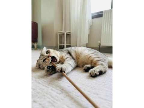 Dünyalar yakışıklısı erkek scottish fold