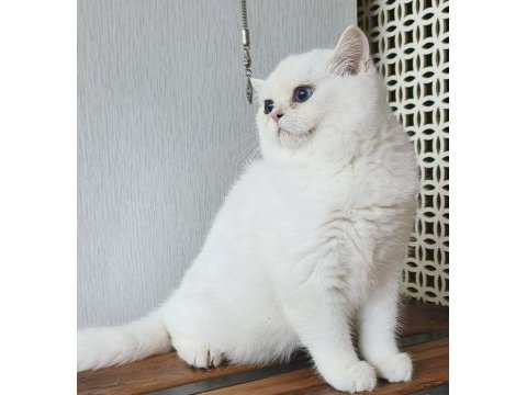 British shorthair ny 1233 dişi kedimiz