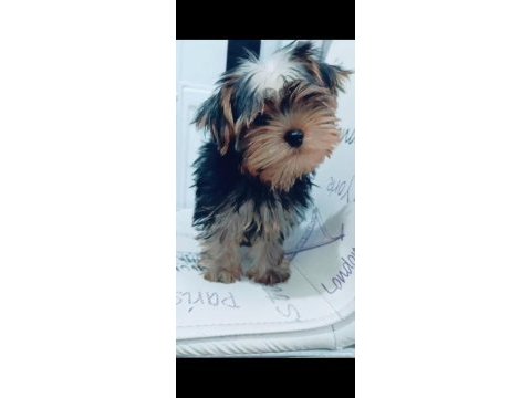 Yorkshire terrier yavrumuz