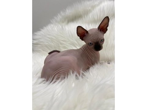 Sphynx sfenks tüysüz dişi erkek yavru