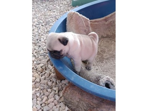 Pug dişi yavrumuz sahiplendirilecektir