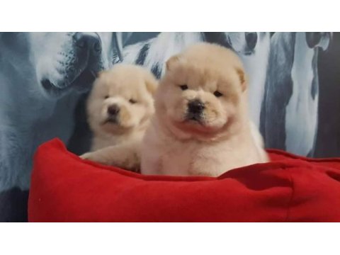 Çin aslanı yavrularımız (chow chow)