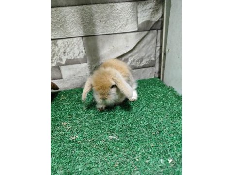 Orjinal hollanda lop tavşanı istanbul