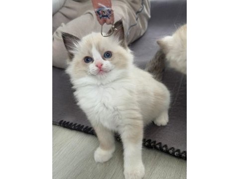 Ragdoll yavrular