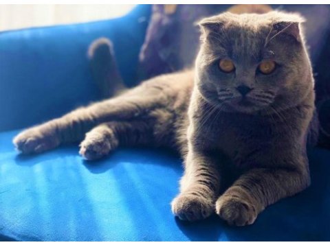 2,5 aylık yaz şekeri british shorthair