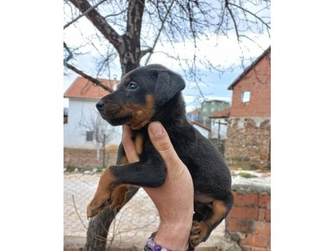 King doberman estetikli ve estetiksiz