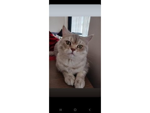 Uygun british shorthair 13 aylık