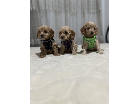Biblo kilo garantili maltipoo çocuklarım