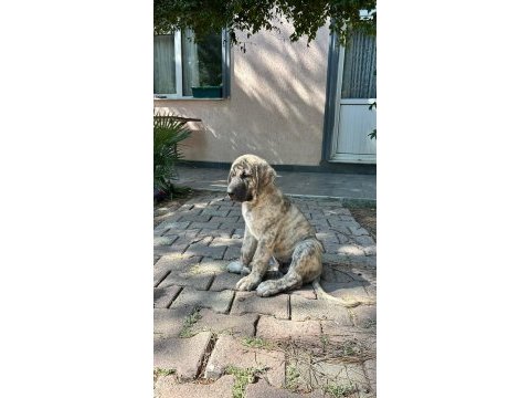 Dev yavru köpekler