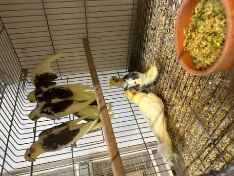 Alıştırmalık bebek sultan papağanlar