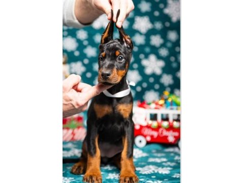 Muhteşem doberman bebekler güvenli kapıya teslim