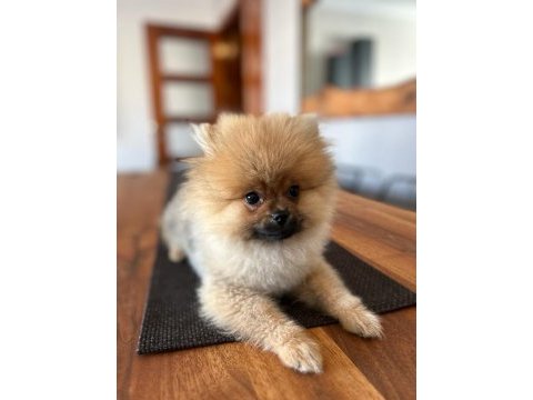 Çok yakışıklı pomeranian köpeğimiz