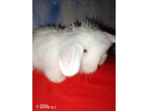 Teddy lop tavşan yavrular mavi göz